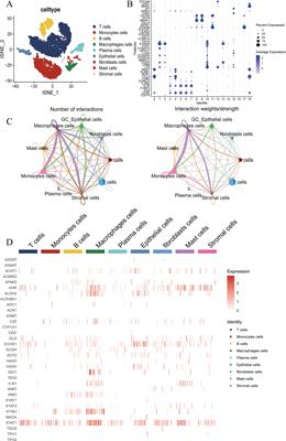 Deciphering the role of tryptophan metabolism-associated genes ECHS1 and ALDH2 in gastric cancer: implications for tumor immunity and personalized therapy